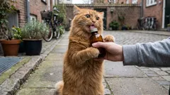 Valeriána, mačacie mätové a ďalšie rastliny, ktoré povzbudzujú mačky: Ako pôsobia